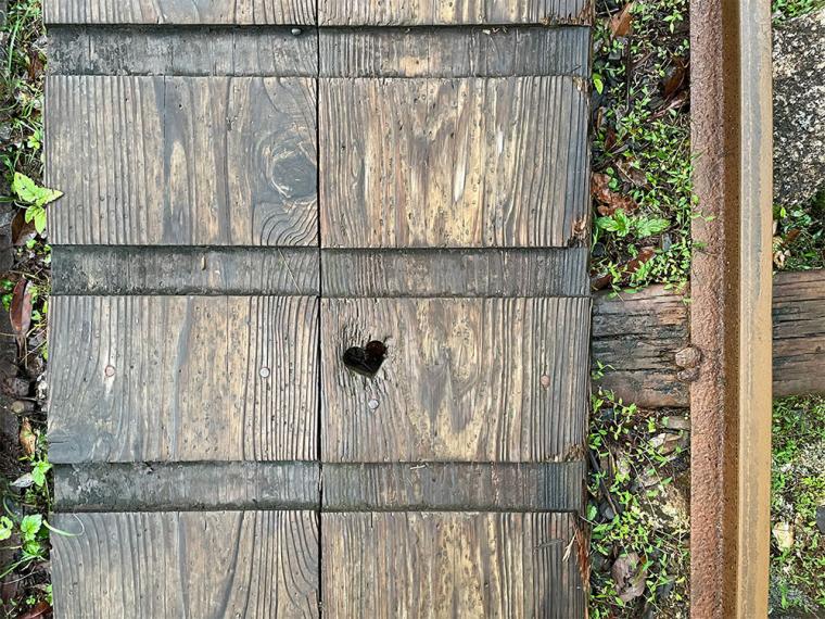 屋久島 縄文杉トレッキング