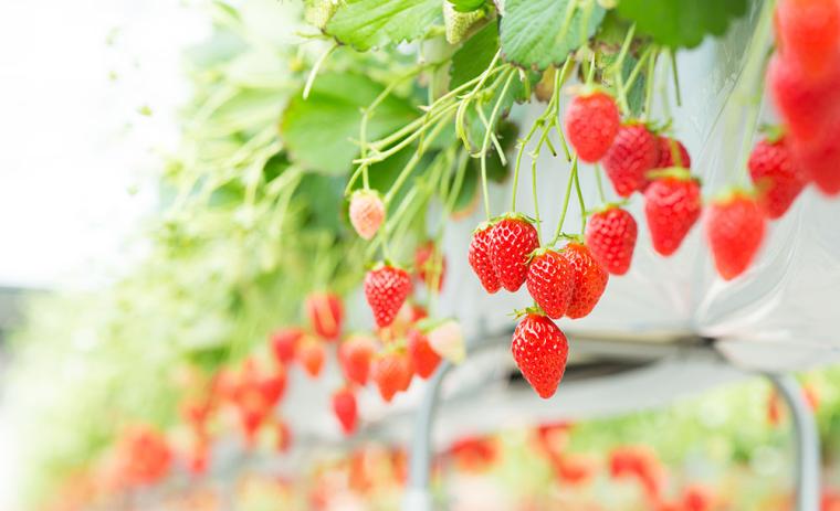 丹後半島 いちご狩り