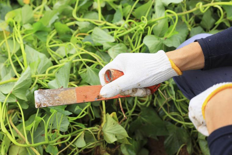 星のや竹富島 芋掘り体験
