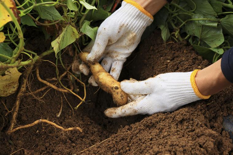 星のや竹富島 芋掘り体験