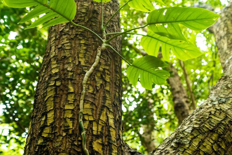 イリオモテガイドウォーク