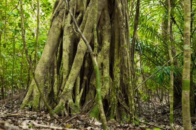 イリオモテガイドウォーク