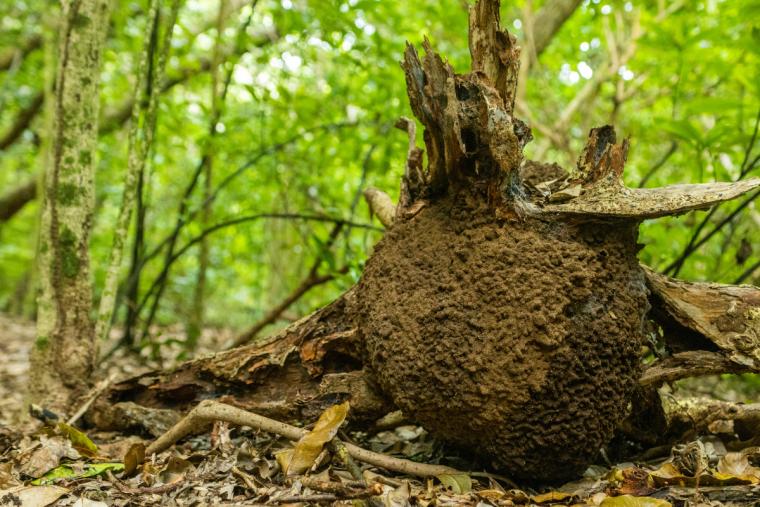 イリオモテガイドウォーク