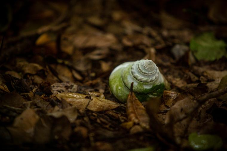 イリオモテガイドウォーク