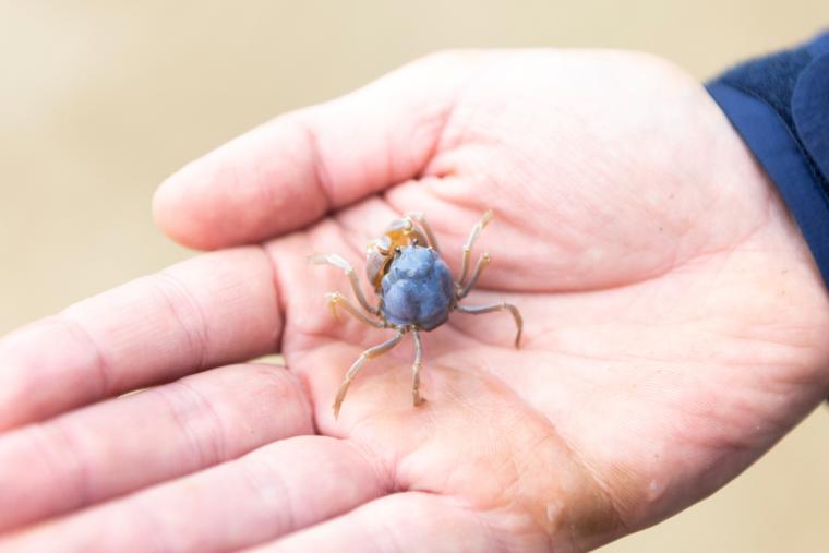 ダイナミック西表島アドベンチャー