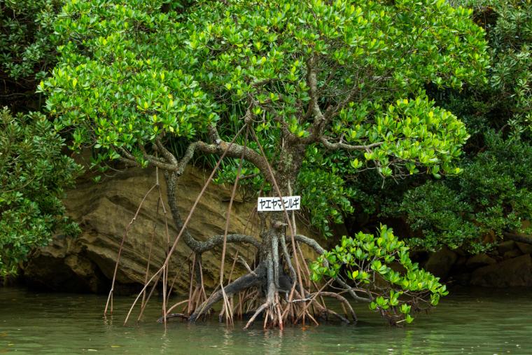 浦内川ジャングルクルーズ