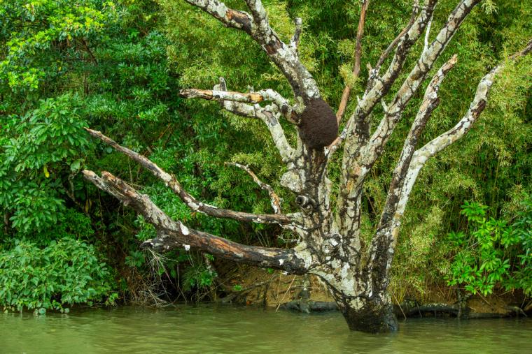 浦内川ジャングルクルーズ