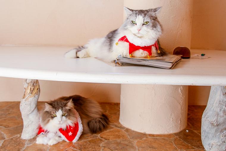 吉祥寺プティット村　Cat Cafe てまりのおしろ