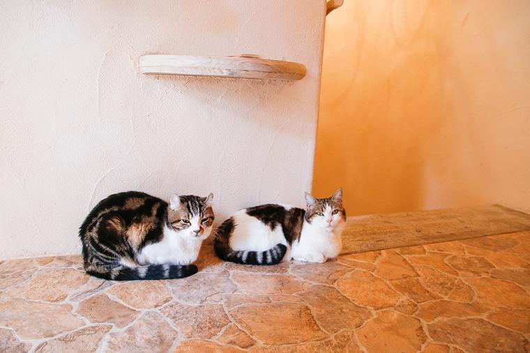 吉祥寺プティット村　Cat Cafe てまりのおしろ