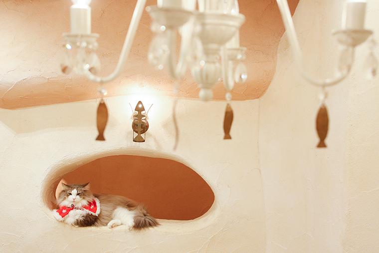 吉祥寺プティット村　Cat Cafe てまりのおしろ