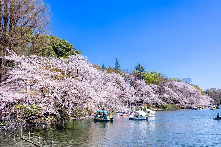 吉祥寺　井の頭恩賜公園