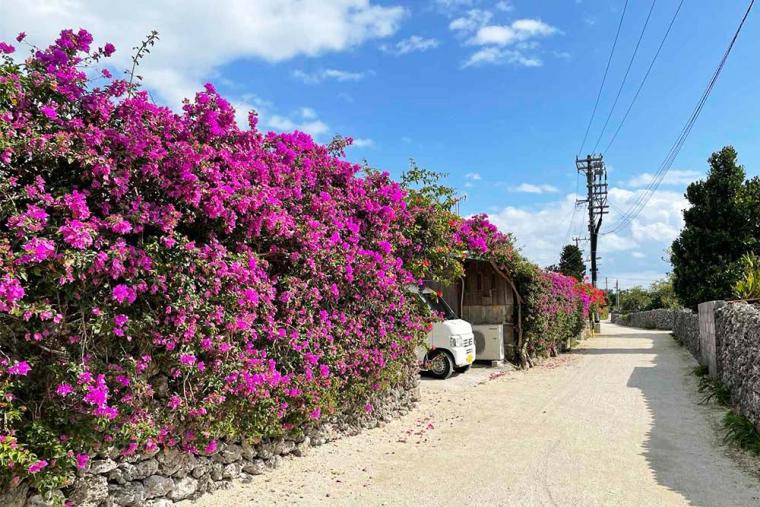 冬の竹富島 ブーゲンビリア