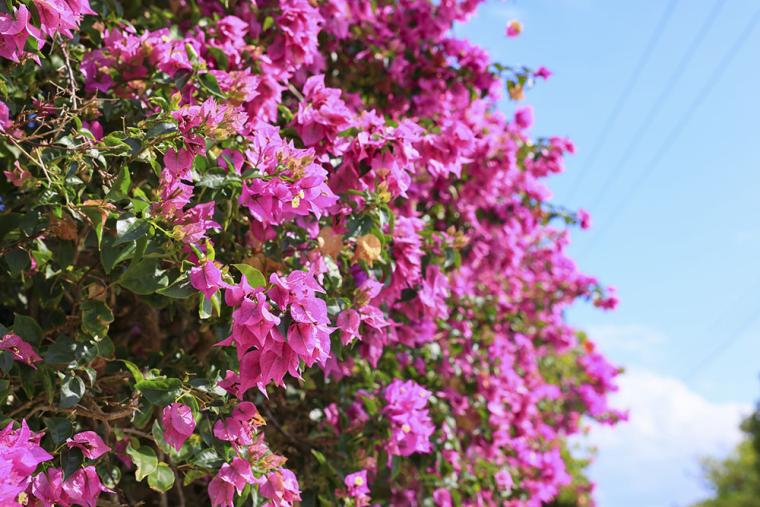 冬の竹富島 ブーゲンビリア