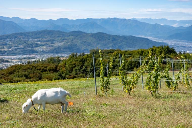 長野県　東御市　ヴィラデスト ガーデンファーム アンド ワイナリー
