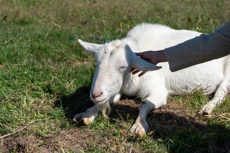 長野県　東御市　ヴィラデスト ガーデンファーム アンド ワイナリー