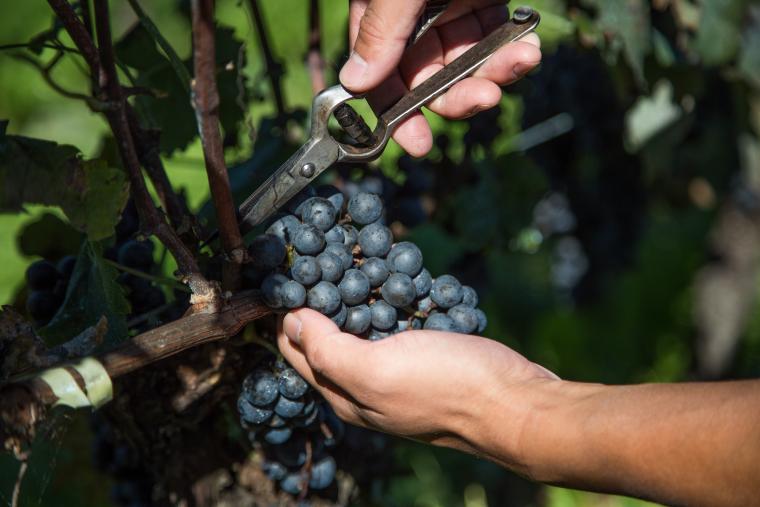 ヴィラデストガーデンファームアンドワイナリー