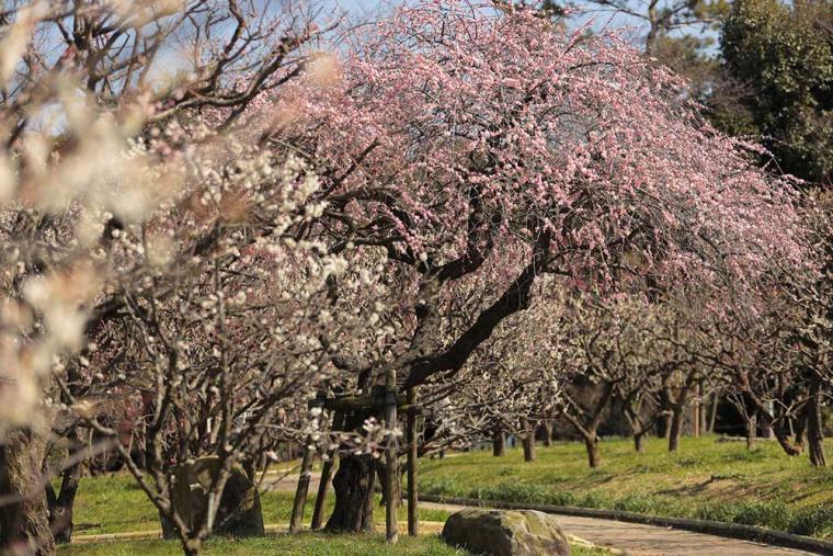 万博記念公園 梅林
