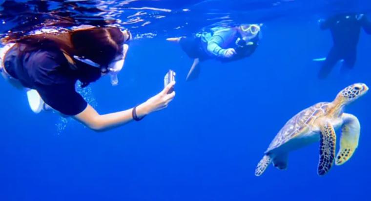 石垣島 冬のシュノーケリング体験ツアー