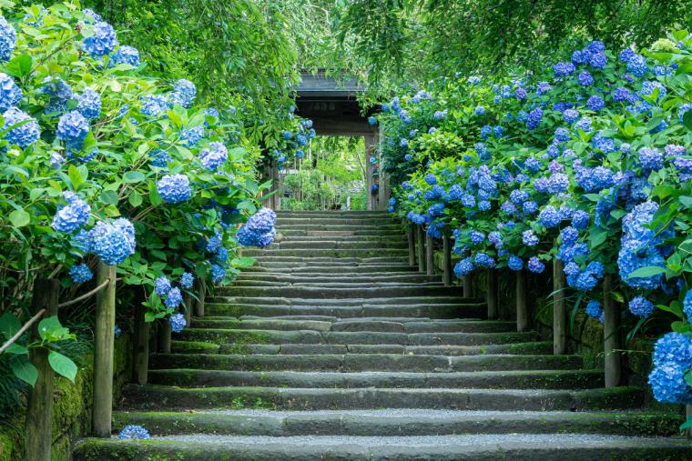 明月院のアジサイ