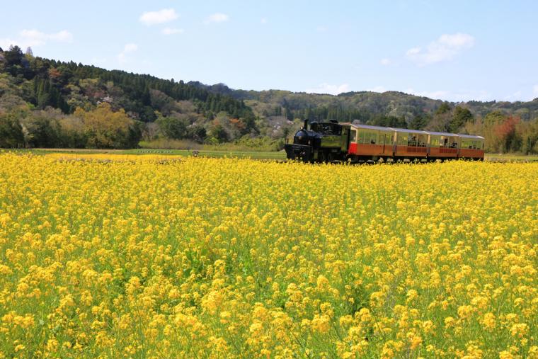小湊鉄道と石神の菜の花畑 
