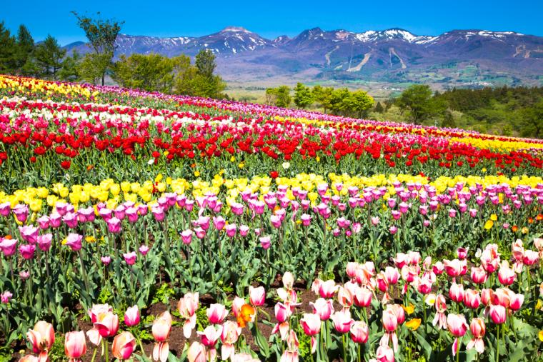 那須フラワーワールド