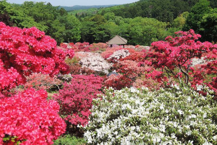笠間つつじ園
