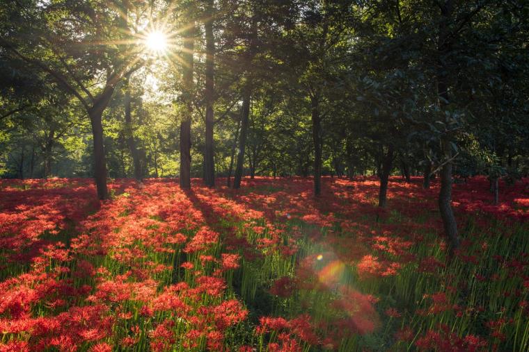 巾着田曼珠沙華公園