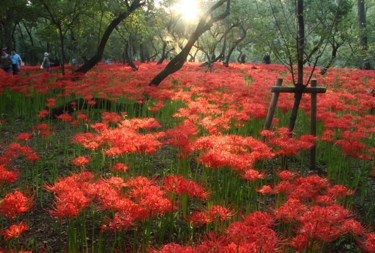 巾着田曼珠沙華公園
