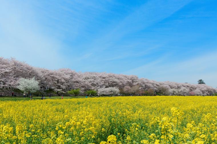 幸手権現堂堤（県営権現堂公園）