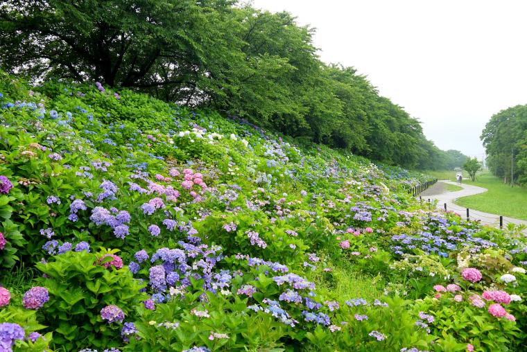 幸手権現堂堤（県営権現堂公園）
