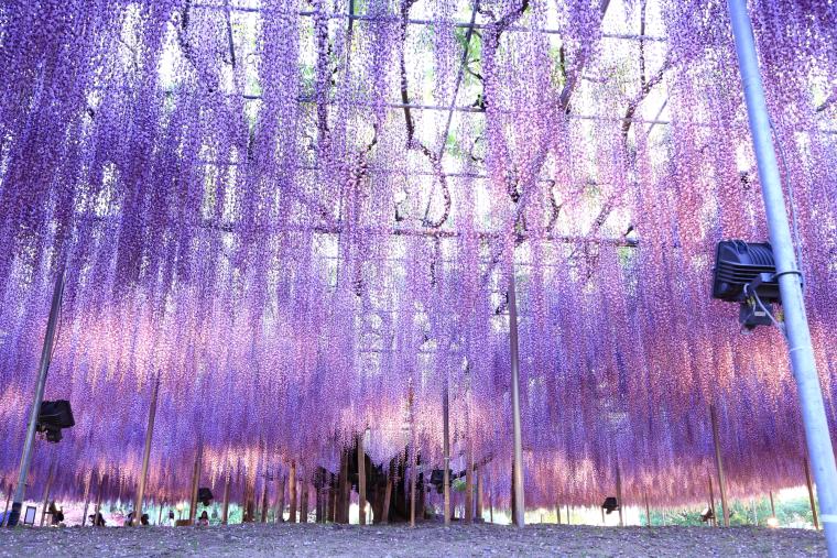 あしかがフラワーパーク