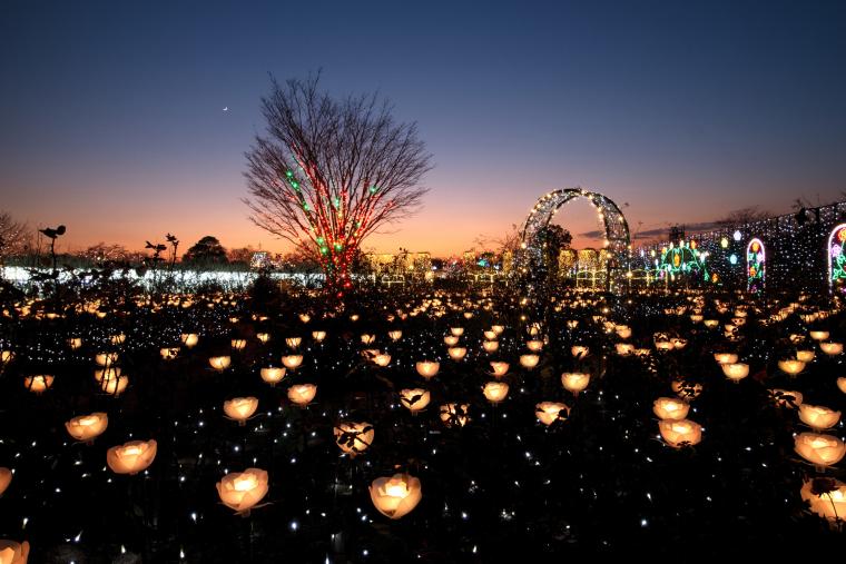 あしかがフラワーパーク