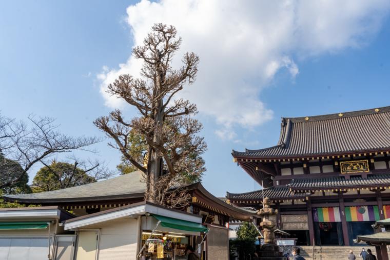 奇跡のイチョウ