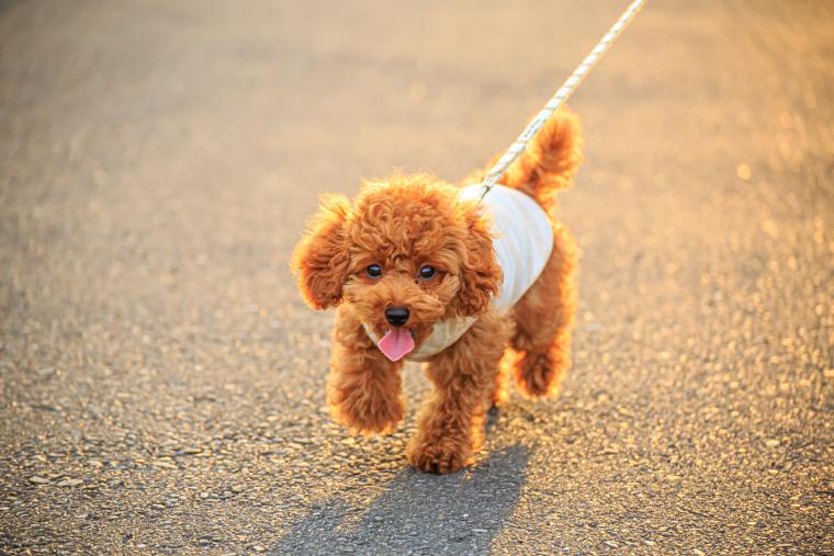 ホテルインディゴ箱根強羅