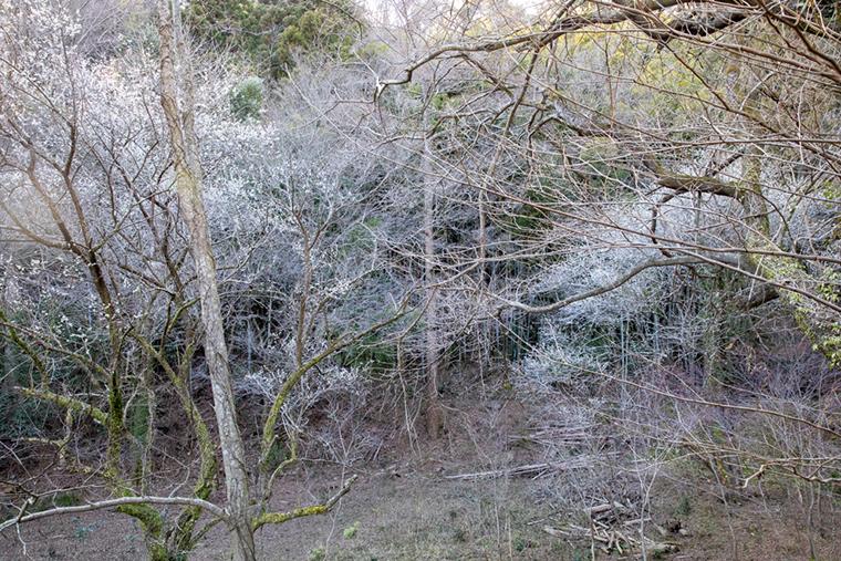 BOSCAGE Kariya　BOSCAGE森タイプ客室