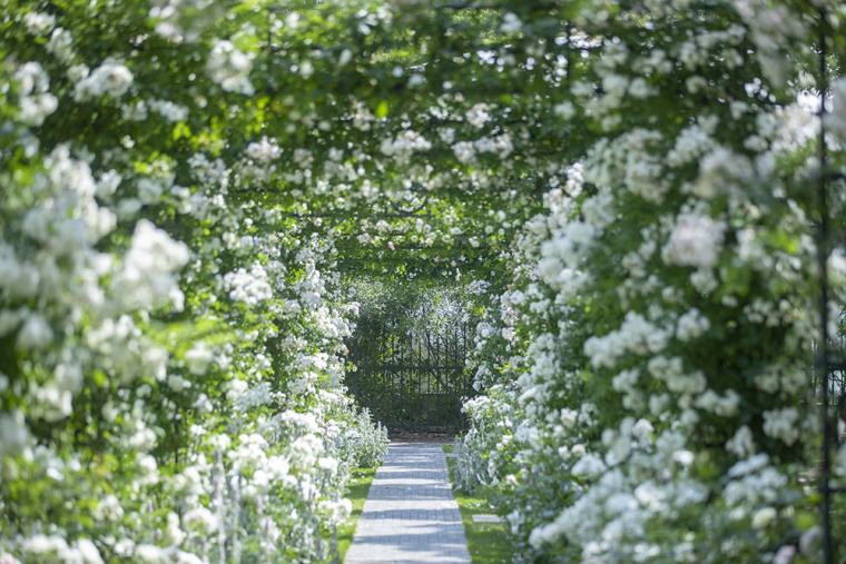 ハウステンボス バラ祭 2022