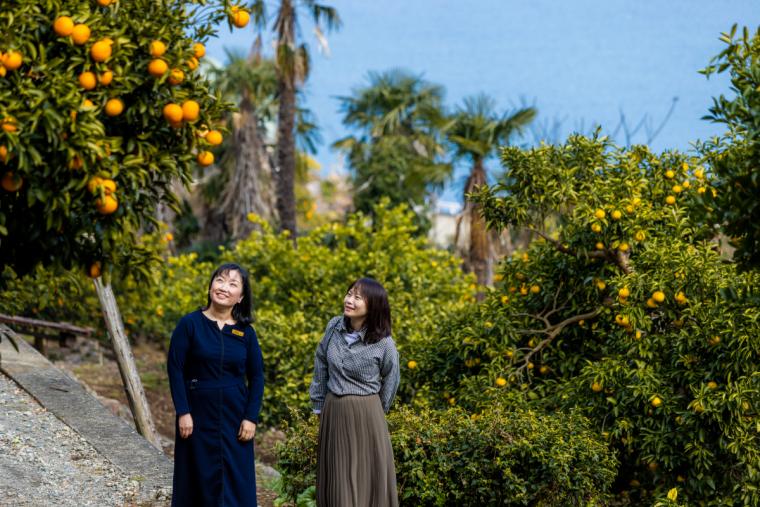 ホテルの下に広がる柑橘畑