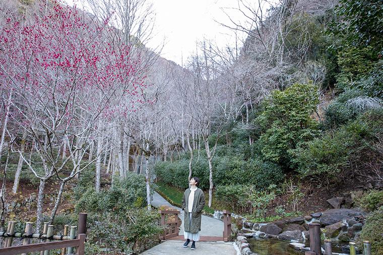 海石榴つばき　敷地内の散策