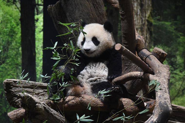 上野動物園　双子の赤ちゃんパンダ