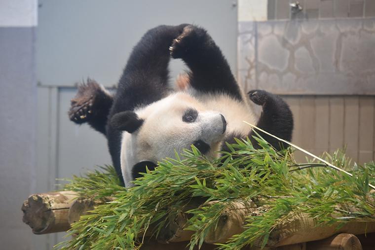 上野動物園　シャンシャン