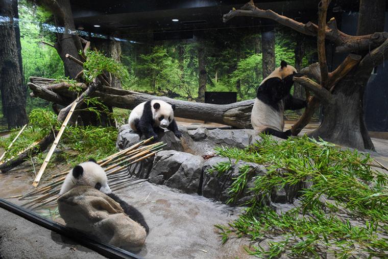 上野動物園　双子の赤ちゃんパンダ