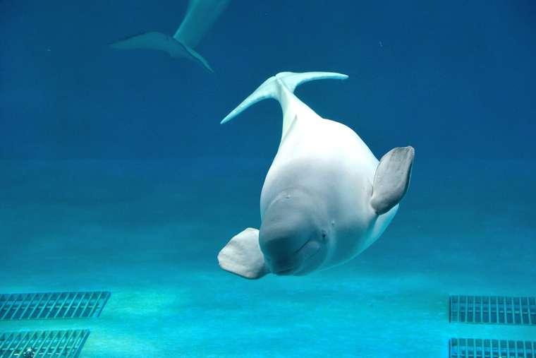 鴨川シーワールド