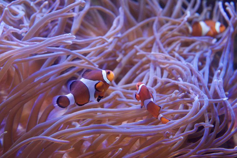 しながわ水族館