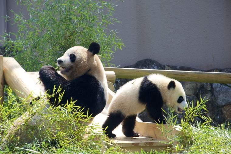 アドベンチャーワールド