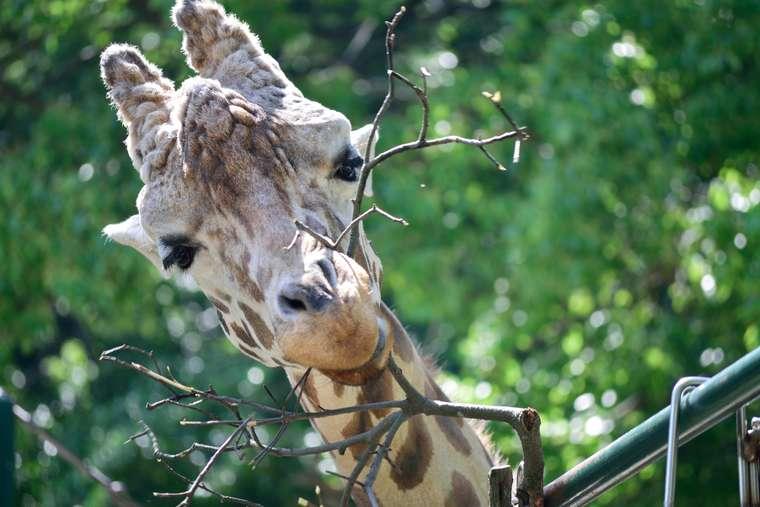 福岡市動植物園