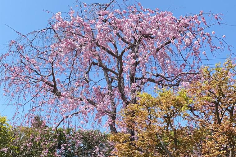山科伯爵邸 源鳳院 桜