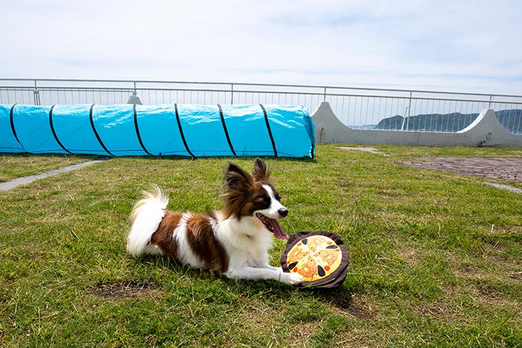 HOTEL ACAO　ドッグラン