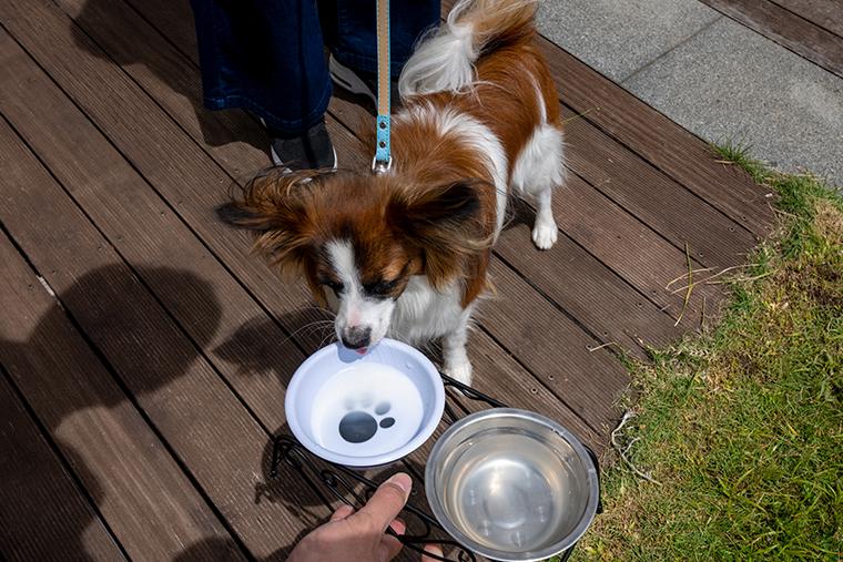 HOTEL ACAO　ドッグラン