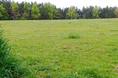ハイアット リージェンシー 東京ベイ　浦安市総合公園