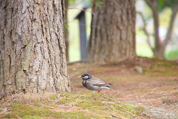 ハイアット リージェンシー 東京ベイ　浦安市総合公園